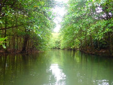 西表島 ADVENTURE PiPi（アドベンチャーピピ）に投稿された画像（2020/3/29）