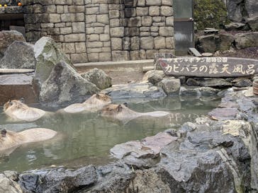 伊豆シャボテン動物公園に投稿された画像（2020/3/30）