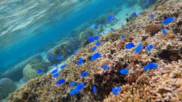 ダイビングショップ Sea Free（シーフリー）に投稿された画像（2020/3/30）