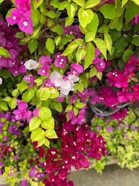 美らヤシパークオキナワ・東南植物楽園に投稿された画像（2020/3/30）