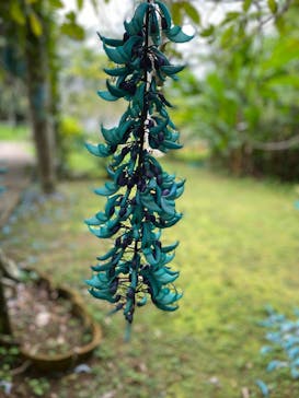 美らヤシパークオキナワ・東南植物楽園に投稿された画像（2020/3/30）