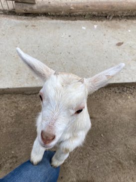 しろとり動物園に投稿された画像（2020/3/30）