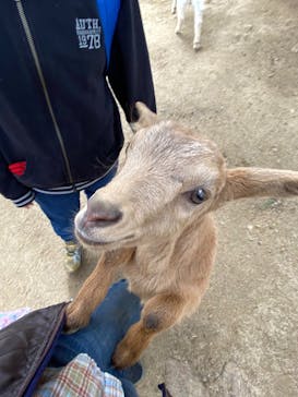 しろとり動物園に投稿された画像（2020/3/30）