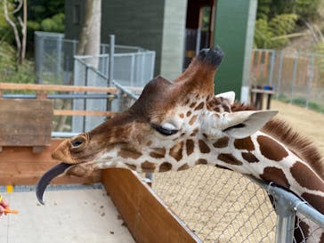 しろとり動物園に投稿された画像（2020/3/30）