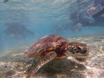 宮古島 ADVENTURE PiPi（ミヤコジマ アドベンチャー ピピ）に投稿された画像（2020/3/31）