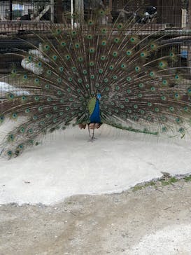しろとり動物園に投稿された画像（2020/3/31）