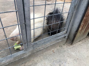 しろとり動物園に投稿された画像（2020/3/31）