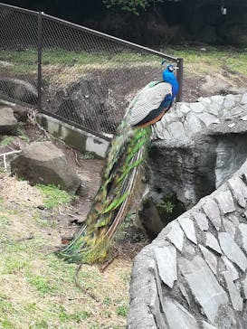 伊豆シャボテン動物公園に投稿された画像（2020/3/31）