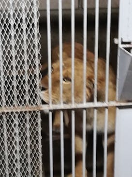 伊豆アニマルキングダムに投稿された画像（2020/3/31）