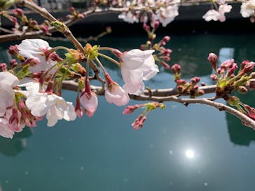 水辺荘に投稿された画像（2020/3/31）