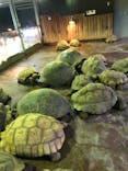 体感型動物園iZooに投稿された画像（2020/4/1）