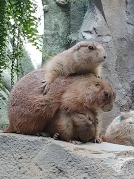 神戸どうぶつ王国に投稿された画像（2020/4/1）