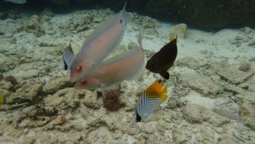 ダイビングショップ Sea Free（シーフリー）に投稿された画像（2020/4/3）