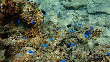 ダイビングショップ Sea Free（シーフリー）に投稿された画像（2020/4/3）