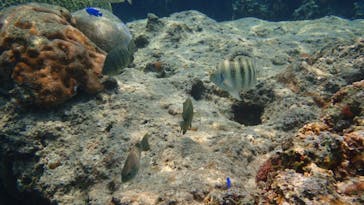 ダイビングショップ Sea Free（シーフリー）に投稿された画像（2020/4/3）