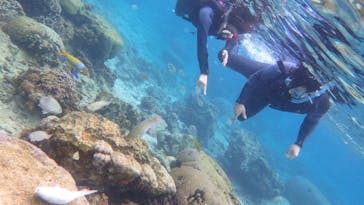 ダイビングショップ Sea Free（シーフリー）に投稿された画像（2020/4/3）