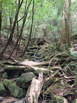 Yamakara屋久島に投稿された画像（2020/4/3）
