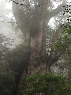 Yamakara屋久島に投稿された画像（2020/4/3）