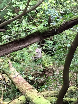 Yamakara屋久島に投稿された画像（2020/4/3）