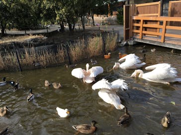 神戸どうぶつ王国に投稿された画像（2020/4/3）