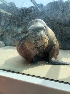 鳥羽水族館に投稿された画像（2020/4/3）