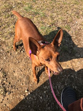 世界の名犬牧場に投稿された画像（2020/4/4）