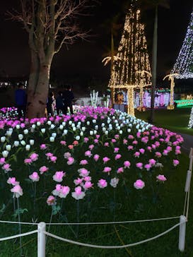 美らヤシパークオキナワ・東南植物楽園に投稿された画像（2020/4/4）