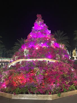 美らヤシパークオキナワ・東南植物楽園に投稿された画像（2020/4/6）