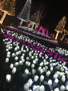 美らヤシパークオキナワ・東南植物楽園に投稿された画像（2020/4/6）