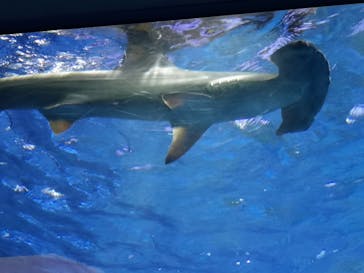 大分マリーンパレス水族館 「うみたまご」に投稿された画像（2020/4/6）