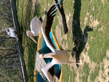 しろとり動物園に投稿された画像（2020/4/6）