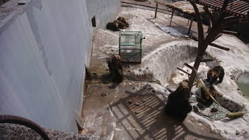 のぼりべつクマ牧場に投稿された画像（2020/4/7）