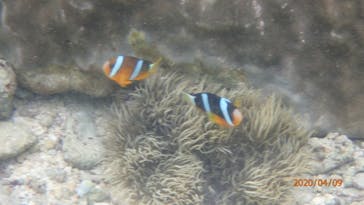 ダイビングショップ Sea Free（シーフリー）に投稿された画像（2020/4/9）