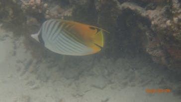 ダイビングショップ Sea Free（シーフリー）に投稿された画像（2020/4/9）