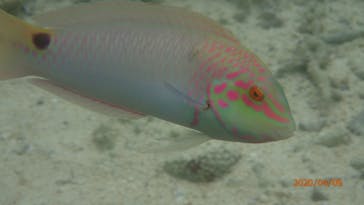 ダイビングショップ Sea Free（シーフリー）に投稿された画像（2020/4/9）