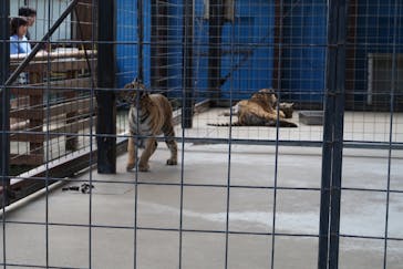しろとり動物園に投稿された画像（2020/4/11）