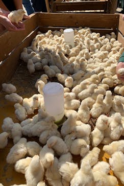 しろとり動物園に投稿された画像（2020/4/11）