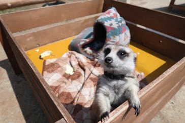 しろとり動物園に投稿された画像（2020/4/11）