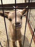 しろとり動物園に投稿された画像（2020/4/12）