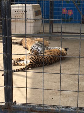 しろとり動物園に投稿された画像（2020/4/12）