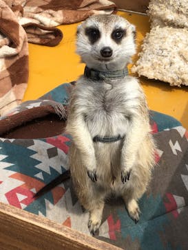 しろとり動物園に投稿された画像（2020/4/12）