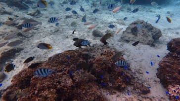 ダイビングショップ Sea Free（シーフリー）に投稿された画像（2020/4/12）