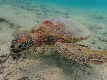 宮古島 ADVENTURE PiPi（ミヤコジマ アドベンチャー ピピ）に投稿された画像（2020/4/13）