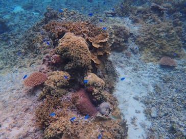 宮古島 ADVENTURE PiPi（ミヤコジマ アドベンチャー ピピ）に投稿された画像（2020/4/13）