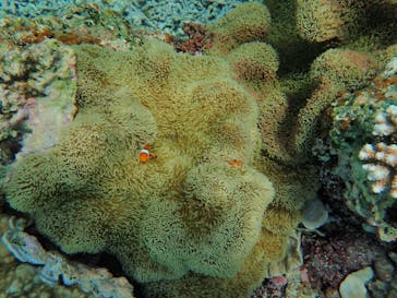 宮古島 ADVENTURE PiPi（ミヤコジマ アドベンチャー ピピ）に投稿された画像（2020/4/13）