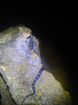 宮古島 ADVENTURE PiPi（ミヤコジマ アドベンチャー ピピ）に投稿された画像（2020/4/13）