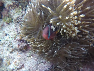 武藤潜水に投稿された画像（2020/4/14）