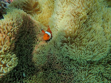 宮古島 ADVENTURE PiPi（ミヤコジマ アドベンチャー ピピ）に投稿された画像（2020/4/16）