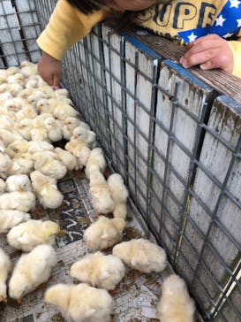 しろとり動物園に投稿された画像（2020/5/9）