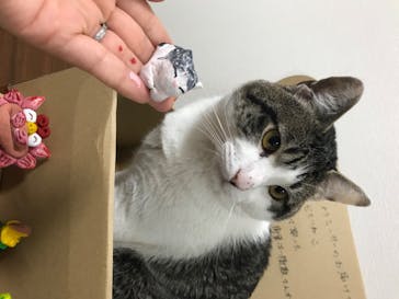 可愛いシーサー専門店 まいまいシーサーに投稿された画像（2020/5/14）